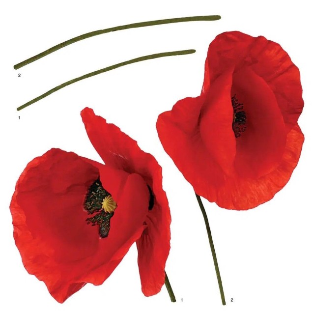 Αυτοκόλλητα Βινυλίου Για Τοίχο Ango Poppies 54101 Αυτοκόλλητα Βινυλίου Για Τοίχο Ango Poppies 54101