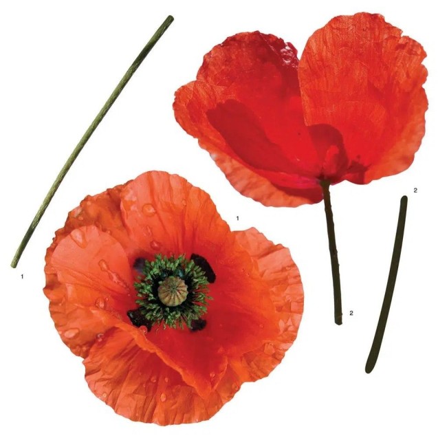 Αυτοκόλλητα Βινυλίου Για Τοίχο Ango Poppies 54101 Αυτοκόλλητα Βινυλίου Για Τοίχο Ango Poppies 54101