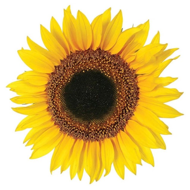 Αυτοκόλλητα Βινυλίου Για Τοίχο Ango Sunflower 54106 Αυτοκόλλητα Βινυλίου Για Τοίχο Ango Sunflower 54106