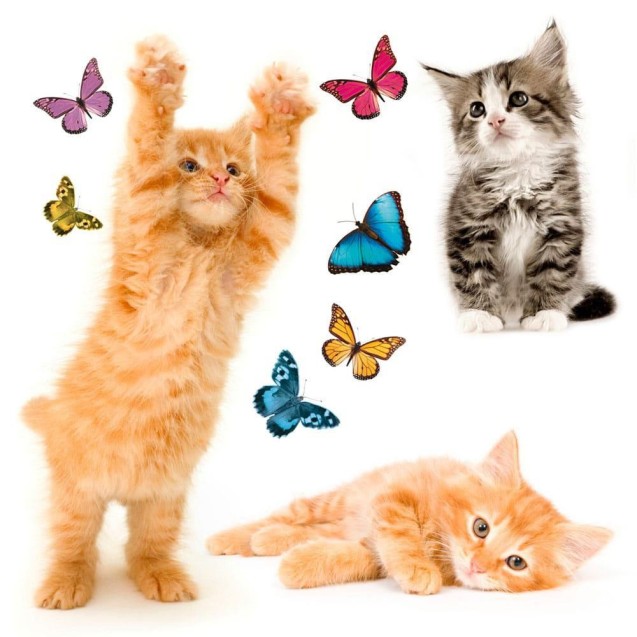 Αυτοκόλλητα Βινυλίου για Τζάμι Ango Cats 64001 Αυτοκόλλητα Βινυλίου για Τζάμι Ango Cats 64001