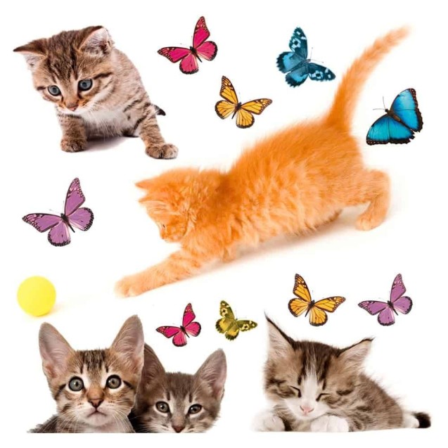 Αυτοκόλλητα Βινυλίου για Τζάμι Ango Cats 64001 Αυτοκόλλητα Βινυλίου για Τζάμι Ango Cats 64001