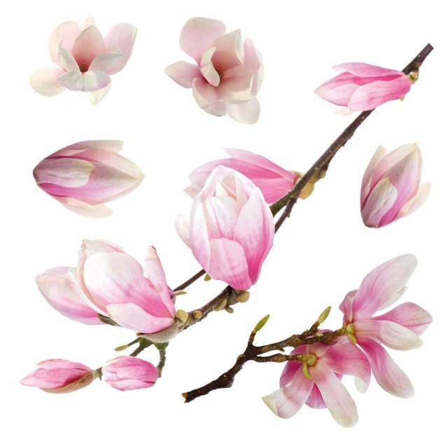 Αυτοκόλλητα Βινυλίου για Τζάμι Ango Magnolia 64006 Αυτοκόλλητα Βινυλίου για Τζάμι Ango Magnolia 64006