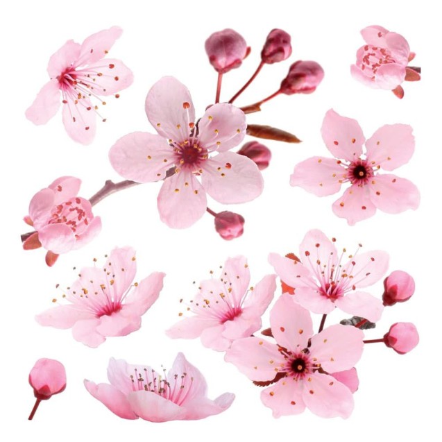 Αυτοκόλλητα Τοίχου Βινυλίου Ango Cherry Blossom 54327 Αυτοκόλλητα Τοίχου Βινυλίου Ango Cherry Blossom 54327