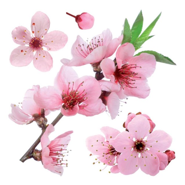Αυτοκόλλητα Τοίχου Βινυλίου Ango Cherry Blossom 54327 Αυτοκόλλητα Τοίχου Βινυλίου Ango Cherry Blossom 54327