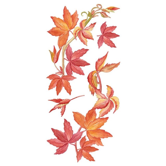 Αυτοκόλλητα Τοίχου Ango Virginia Creeper 59154 Αυτοκόλλητα Τοίχου Ango Virginia Creeper 59154