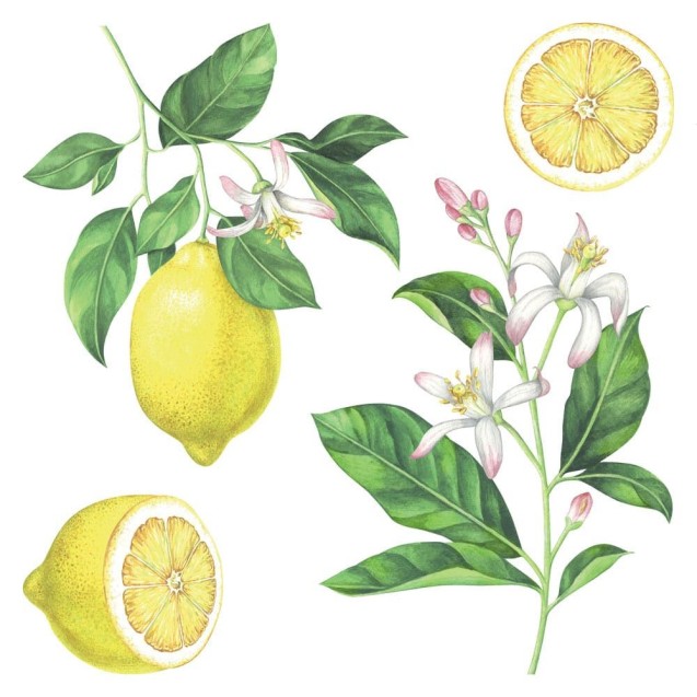 Αυτοκόλλητα Τοίχου Ango Lemons 54122 Αυτοκόλλητα Τοίχου Ango Lemons 54122