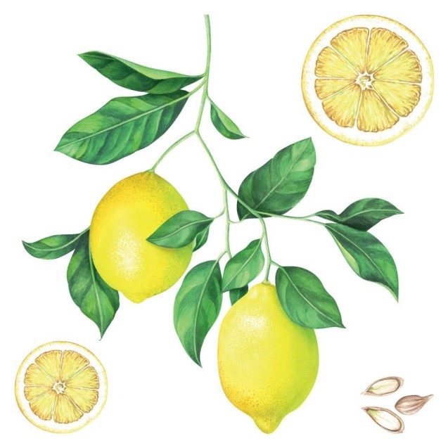 Αυτοκόλλητα Τοίχου Ango Lemons 54122 Αυτοκόλλητα Τοίχου Ango Lemons 54122