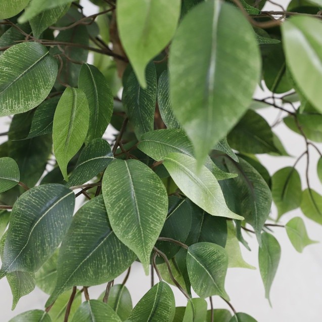 Ficus Tree Np0081_210   Ύψος 210cm Newplan Ficus Tree Np0081_210   Ύψος 210cm Newplan