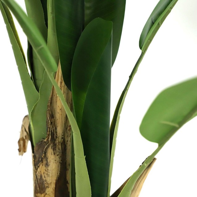Banana Tree Np017_240_22  Ύψος 240cm Newplan Banana Tree Np017_240_22  Ύψος 240cm Newplan