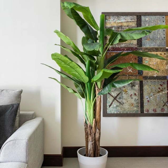 Banana Tree Np017_240_22  Ύψος 240cm Newplan Banana Tree Np017_240_22  Ύψος 240cm Newplan