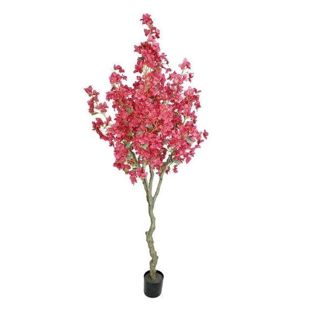 Bougainvillea  Np0421_210  Ύψος 210cm Newplan Bougainvillea  Np0421_210  Ύψος 210cm Newplan