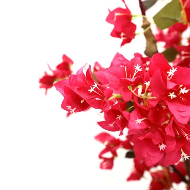 Bougainvillea  Np0421_210  Ύψος 210cm Newplan Bougainvillea  Np0421_210  Ύψος 210cm Newplan