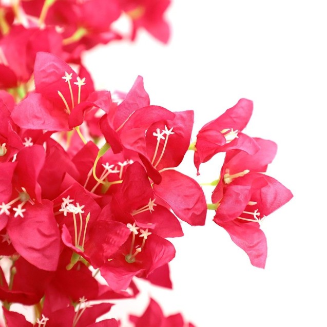 Bougainvillea  Np0422_170  Ύψος 170cm Newplan Bougainvillea  Np0422_170  Ύψος 170cm Newplan