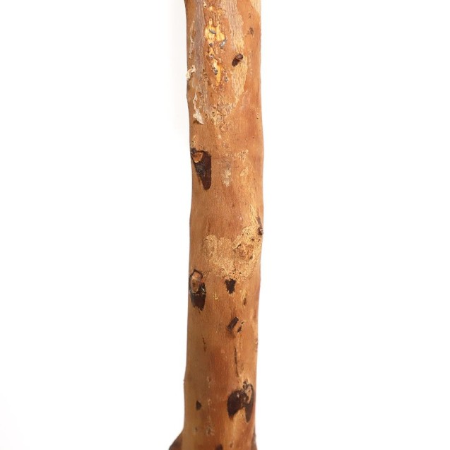 Olive Tree Np5807_150_22_Uv Ύψος 150cm Newplan Olive Tree Np5807_150_22_Uv Ύψος 150cm Newplan