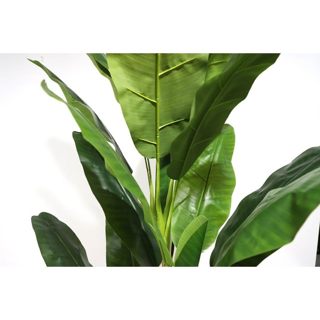Banana Tree Np6327_180_22  Ύψος 180cm Newplan Banana Tree Np6327_180_22  Ύψος 180cm Newplan