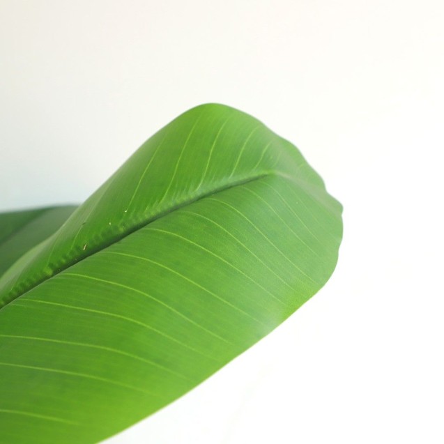 Banana Tree Np708_220  Ύψος 220cm Newplan Banana Tree Np708_220  Ύψος 220cm Newplan